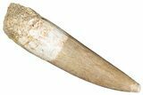 Fossil Plesiosaur (Zarafasaura) Tooth - Morocco #287160-1